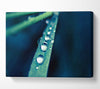 Grass Dew Macro Canvas Wall Art