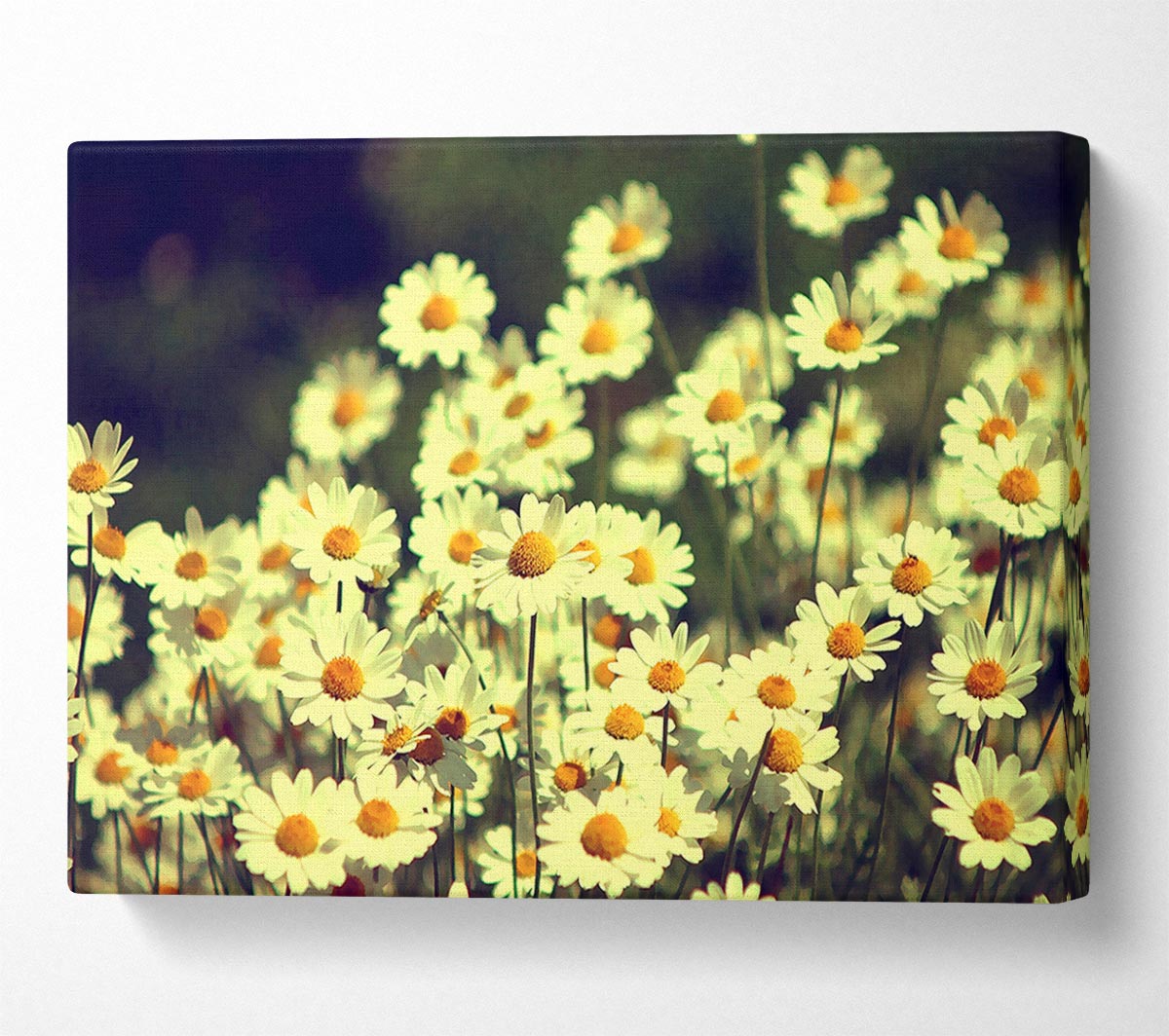 Vintage Daisies Canvas Wall Art