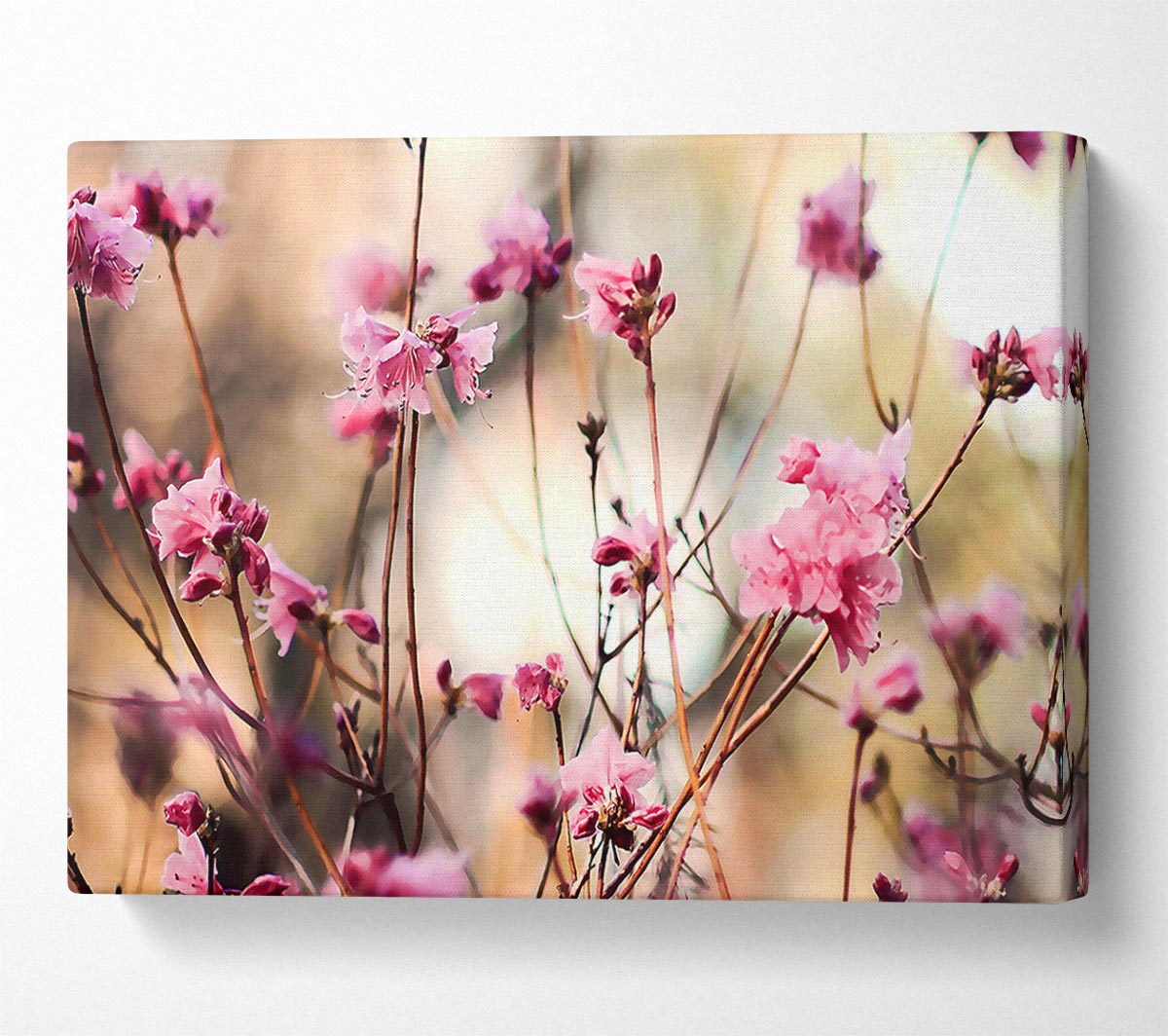 Spring Teasers Canvas Wall Art