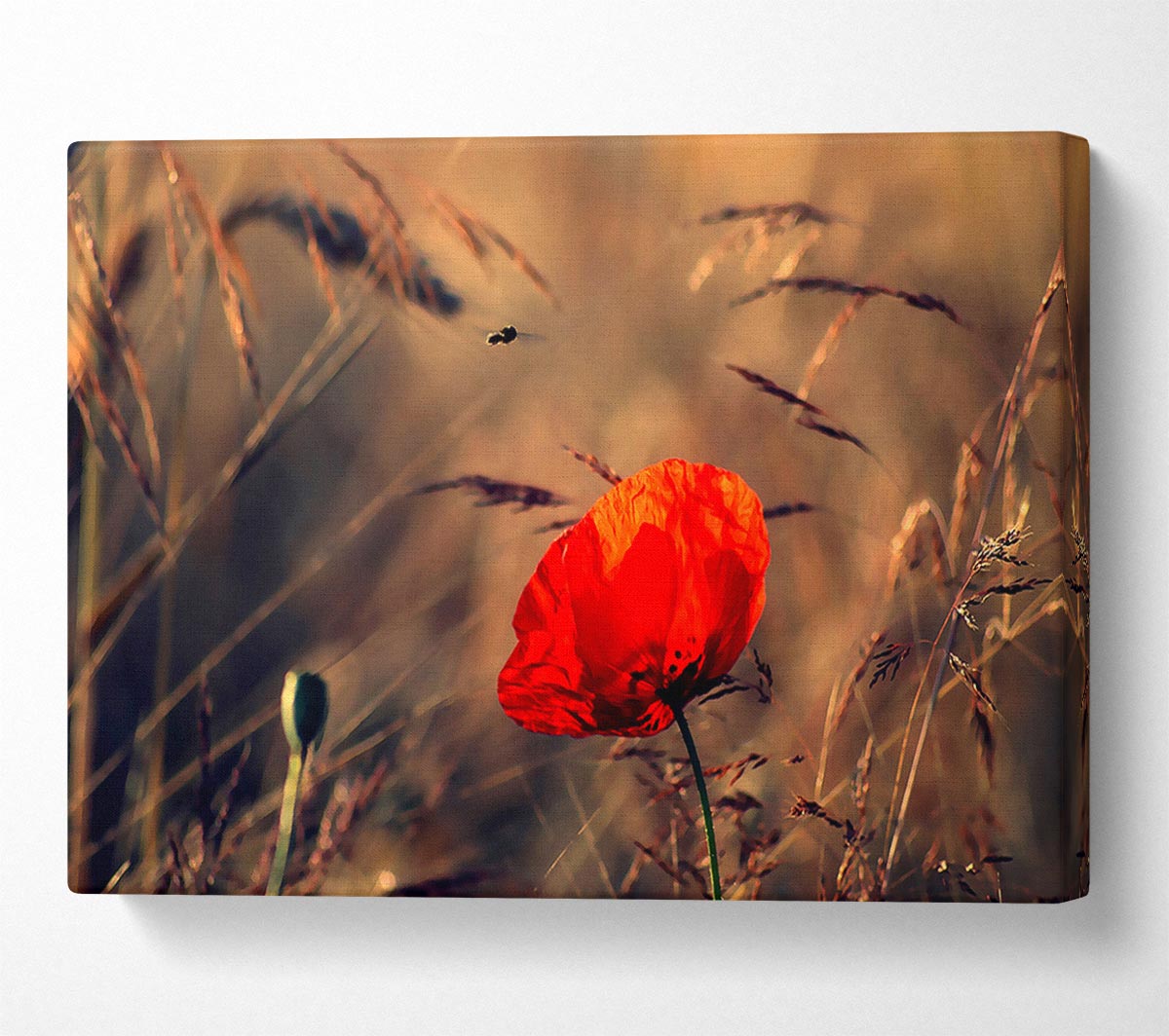 Red Poppy Field In Golden Light Canvas Wall Art