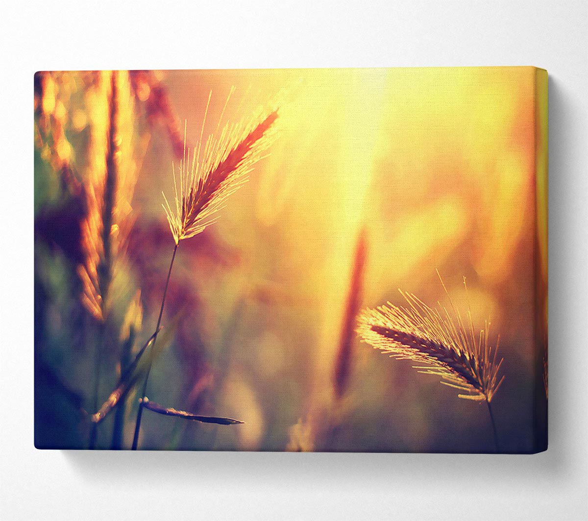 Summer Wheat Field In Golden Light Canvas Wall Art