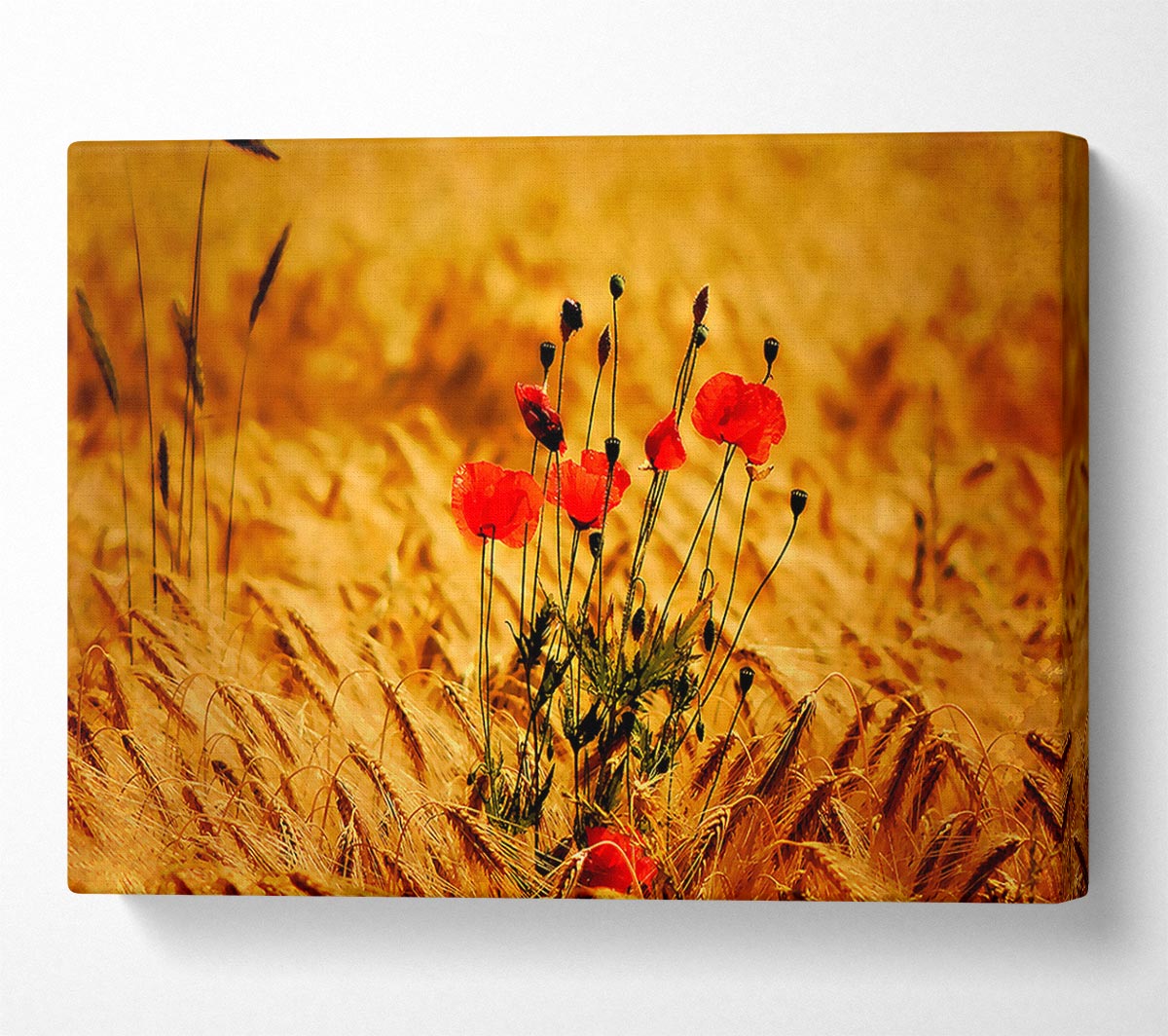 Poppies 3 Canvas Wall Art