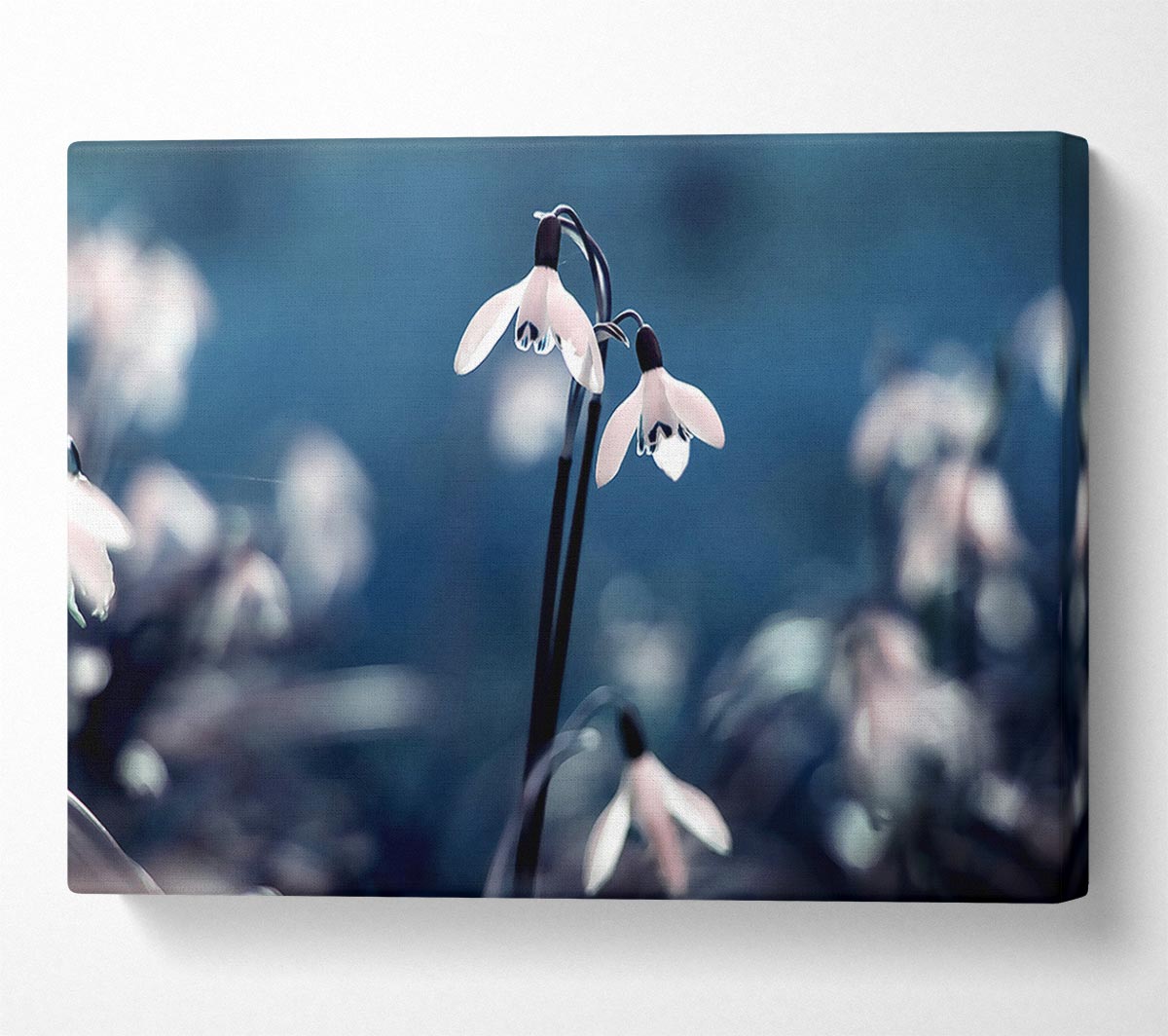 Opened Snowdrops Canvas Wall Art