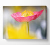 Single Pink Poppy In The Garden Canvas Wall Art