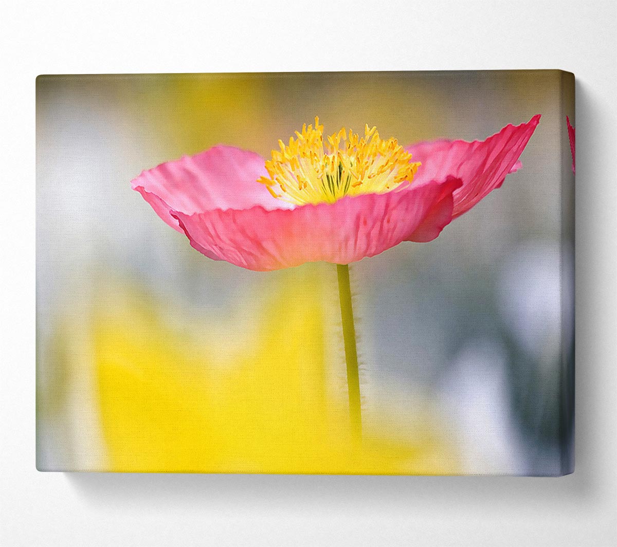 Single Pink Poppy In The Garden Canvas Wall Art