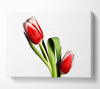 Tulip Model Canvas Wall Art