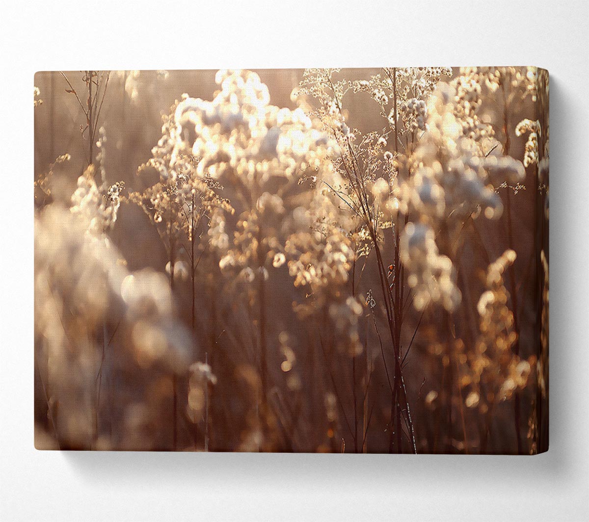 Winter Sunlight Flowers Canvas Wall Art