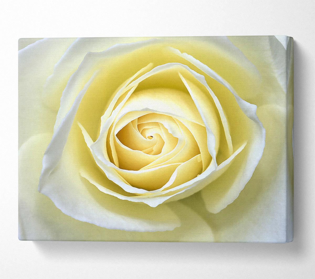 Delicate Elegance Canvas Wall Art