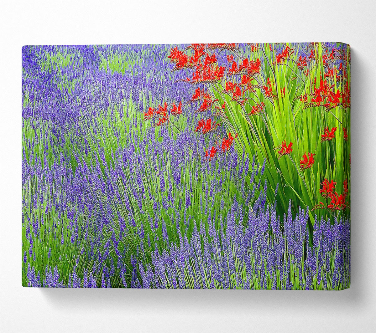Lavender And Crocosmia Canvas Wall Art