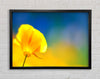 California Poppy Yellow Framed Wall Art