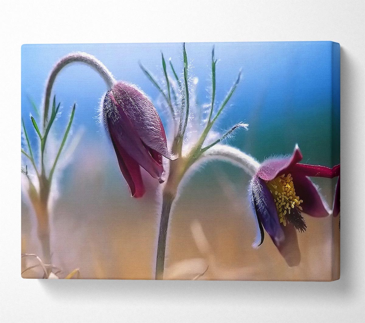 Wildflowers Blooming Canvas Wall Art