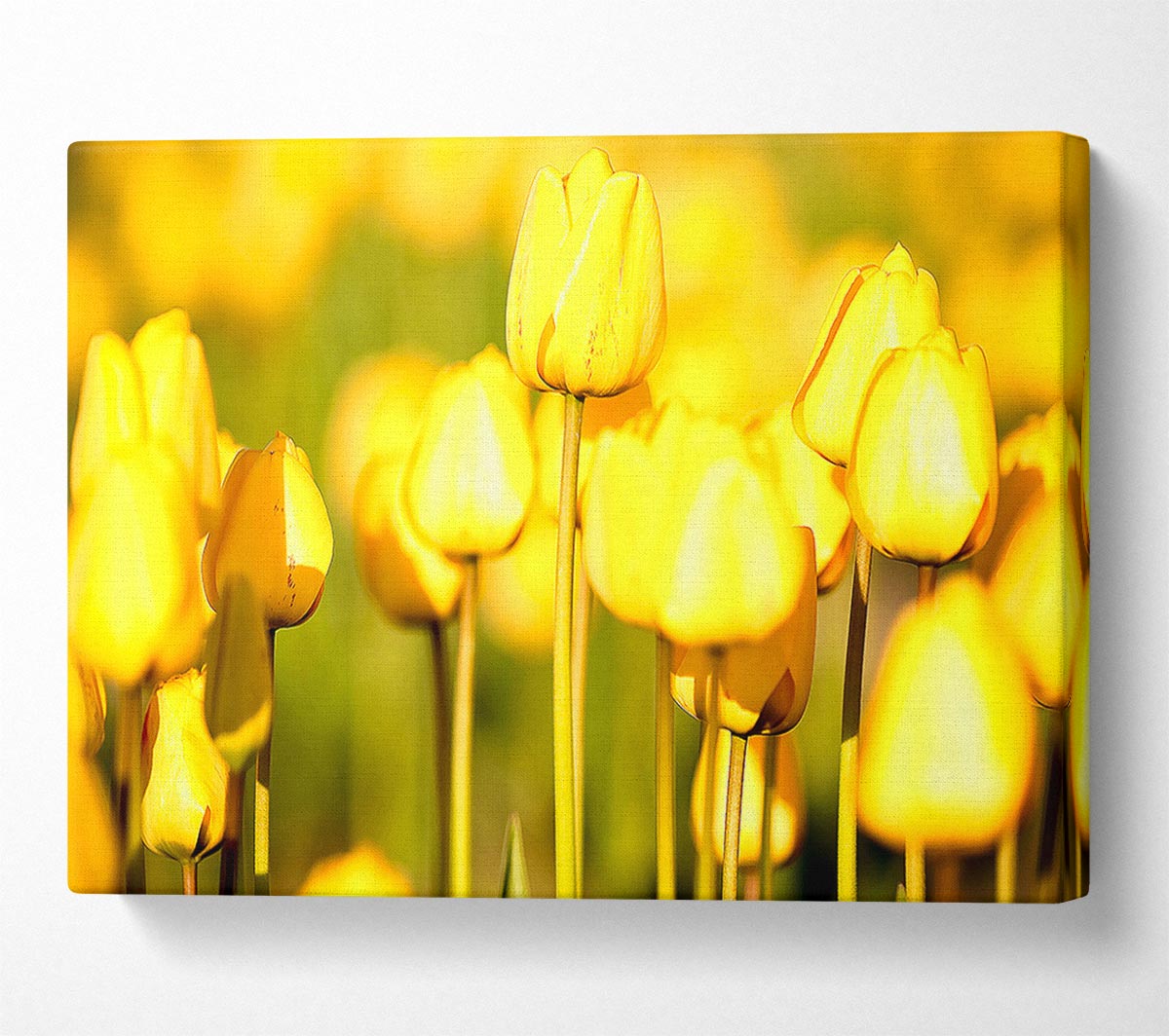 Yellow Tulips In The Garden Canvas Wall Art