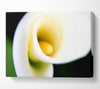 White Calla Lily Canvas Wall Art