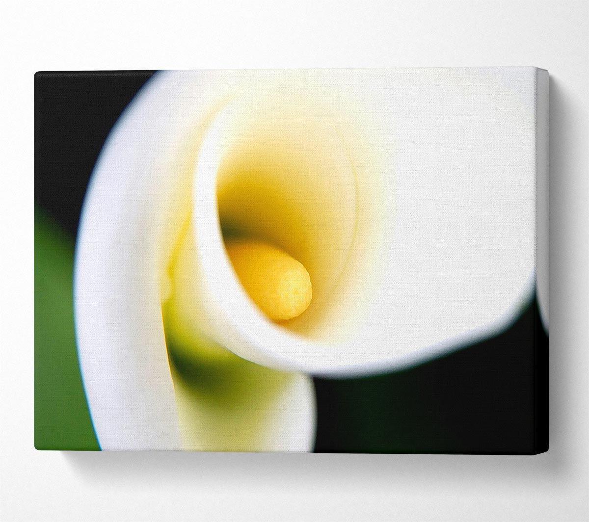 White Calla Lily Canvas Wall Art
