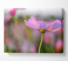 Another Side Of A Poppy Canvas Wall Art