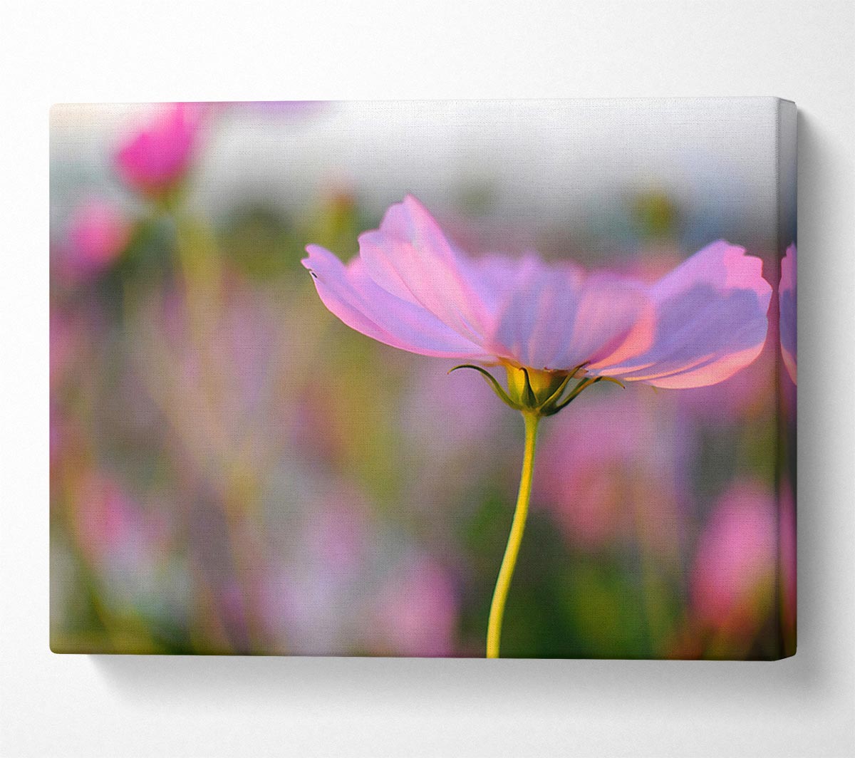 Another Side Of A Poppy Canvas Wall Art