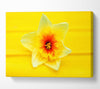 Daffodil Head Canvas Wall Art