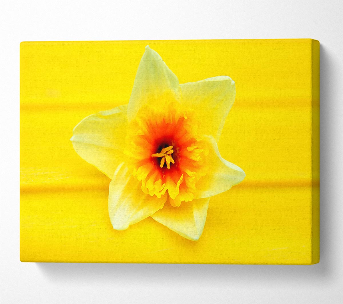 Daffodil Head Canvas Wall Art