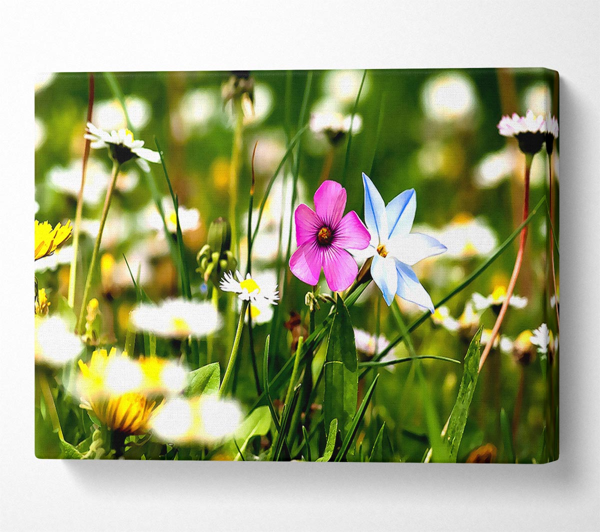 Flowers Field Canvas Wall Art