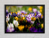 Crocus Field Framed Wall Art
