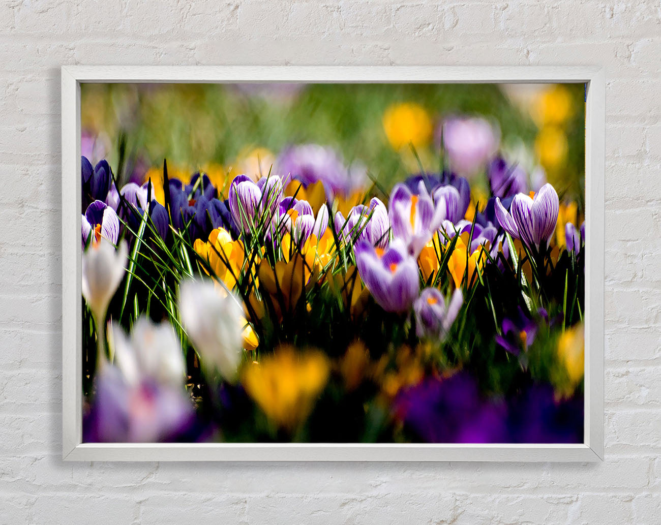 Crocus Field Framed Wall Art