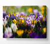 Crocus Field Canvas Wall Art