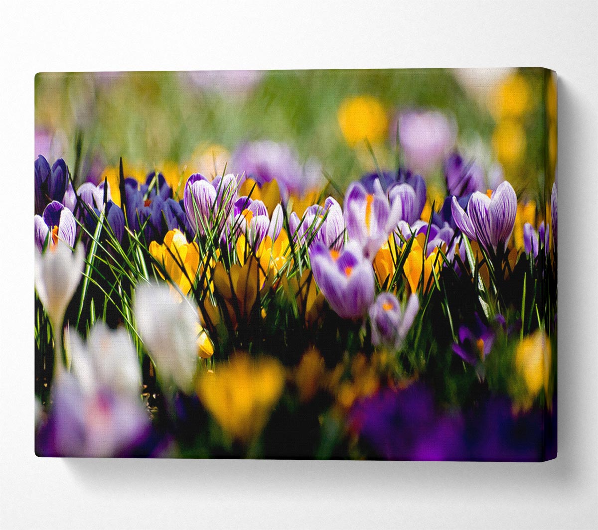 Crocus Field Canvas Wall Art