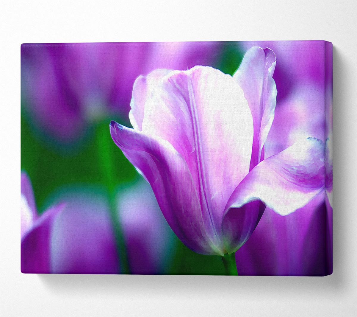 Violet Tulip Canvas Wall Art