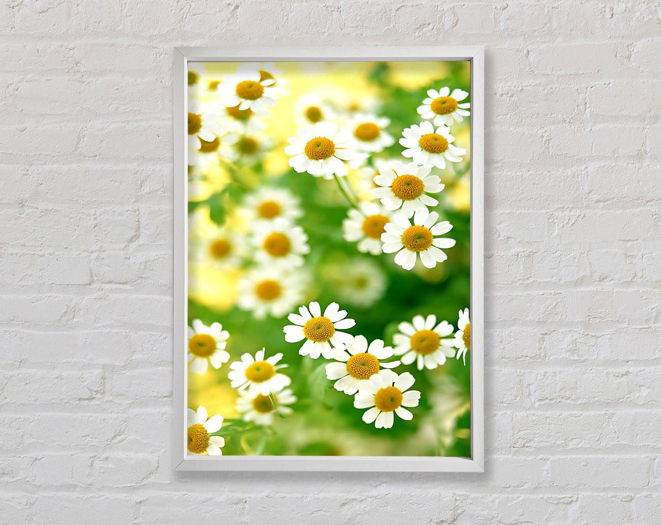 Chamomile Macro Framed Wall Art