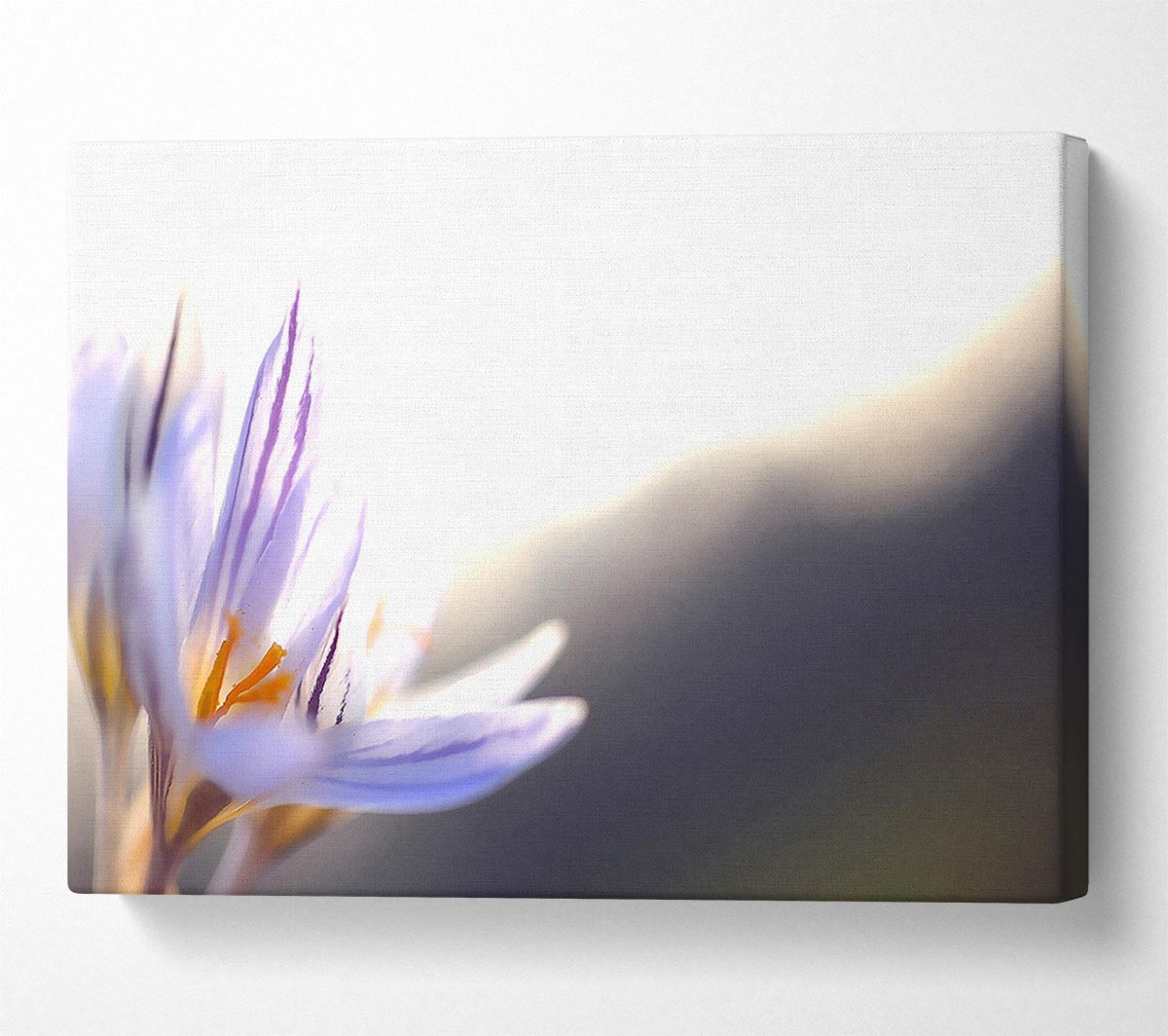 Spring Flowers Crocus Canvas Wall Art
