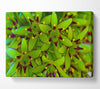 Eucomis Canvas Wall Art