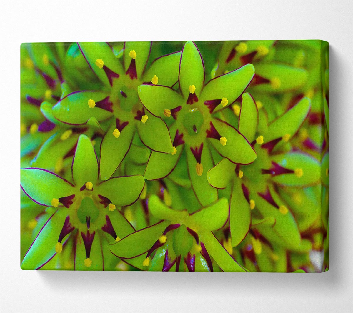 Eucomis Canvas Wall Art