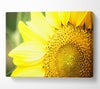 Sunflower Close-up Canvas Wall Art