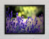 Beautiful Lavender Flowers Framed Wall Art