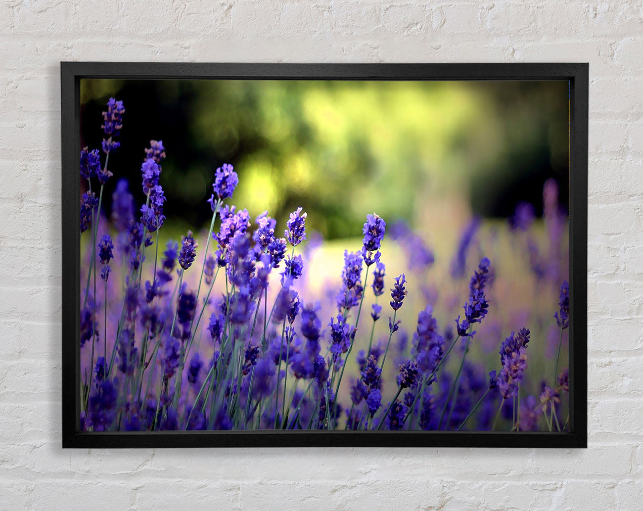 Beautiful Lavender Flowers Framed Wall Art
