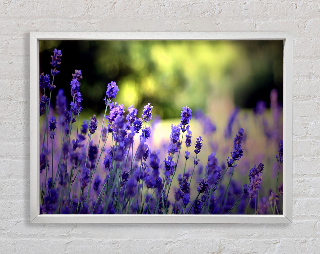 Beautiful Lavender Flowers Framed Wall Art
