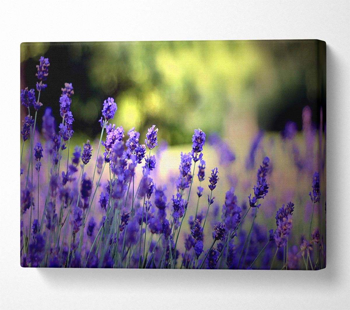 Beautiful Lavender Flowers Canvas Wall Art