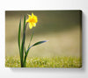 Single Daffodil Canvas Wall Art