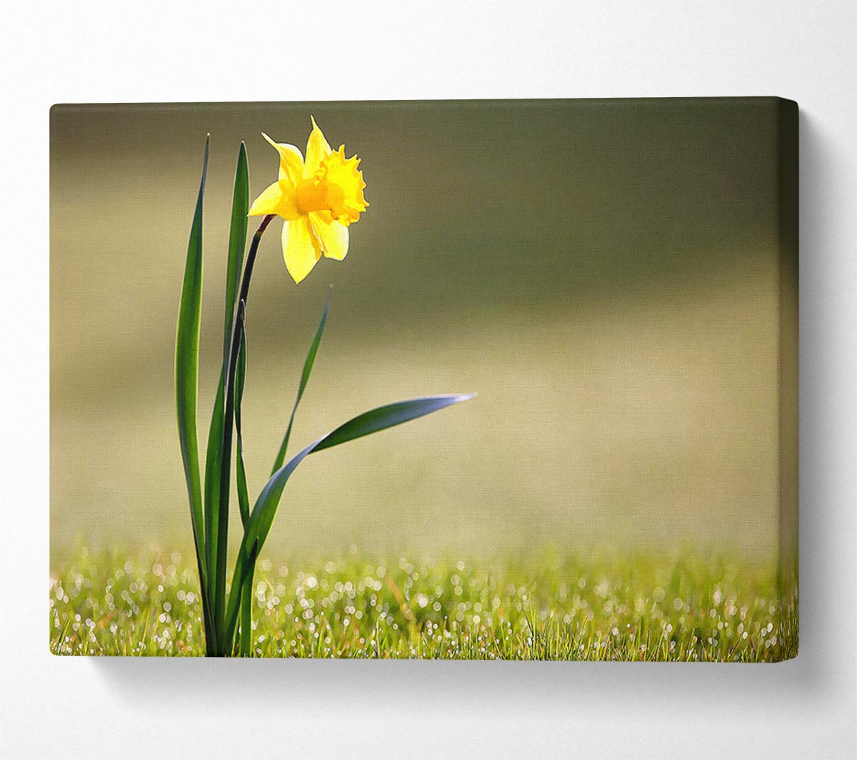 Single Daffodil Canvas Wall Art
