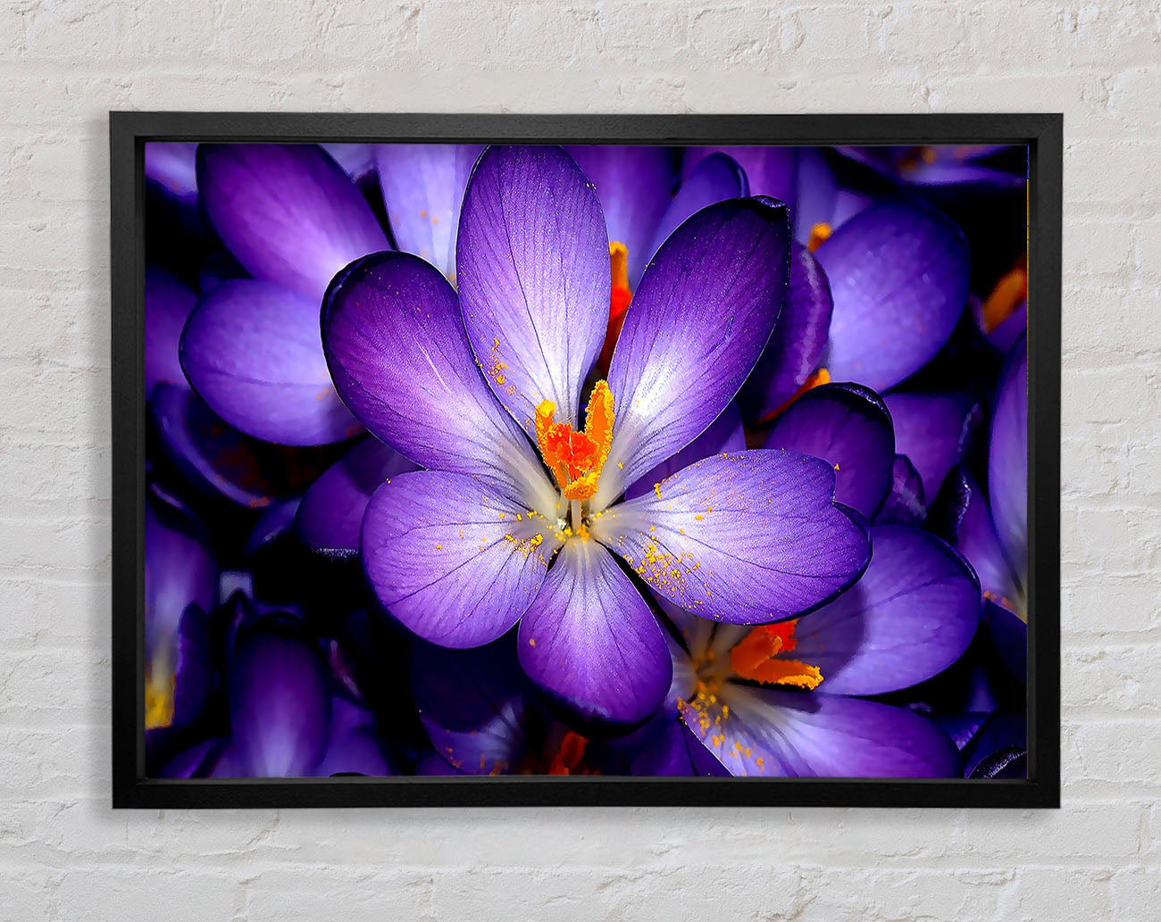 Crocuses Purple Framed Wall Art