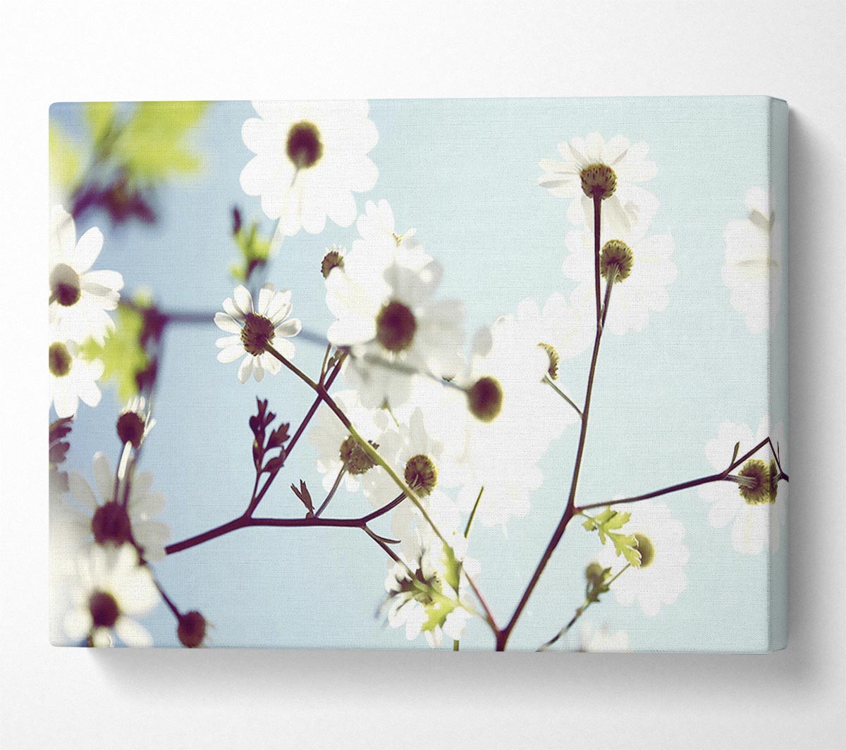 White Summer Flowers Canvas Wall Art