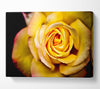 Yellow Rose Dew Drop Canvas Wall Art