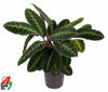 Calathea Warscewiczii