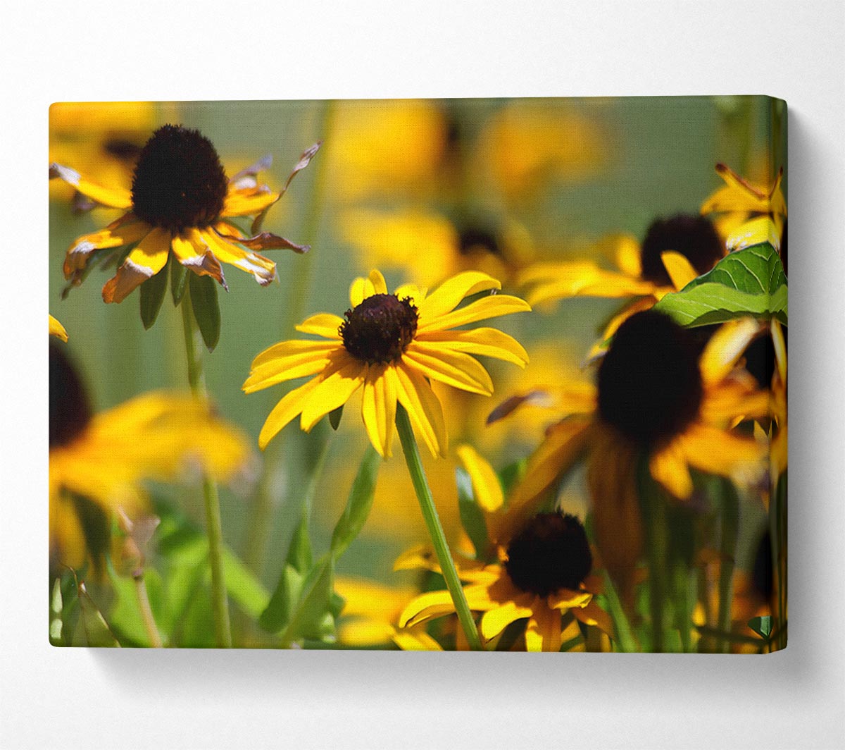 Yellow Flowers In The Garden Canvas Wall Art