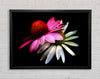 Cone Flowers Black Background Framed Wall Art