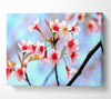 Wild Himalayan Cherry Canvas Wall Art