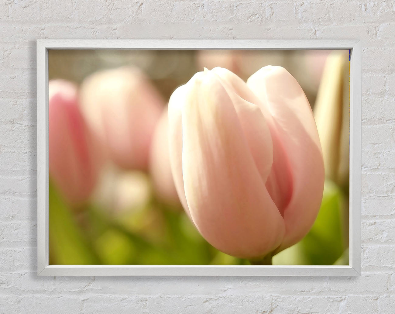 Baby Pink Tulip Framed Wall Art