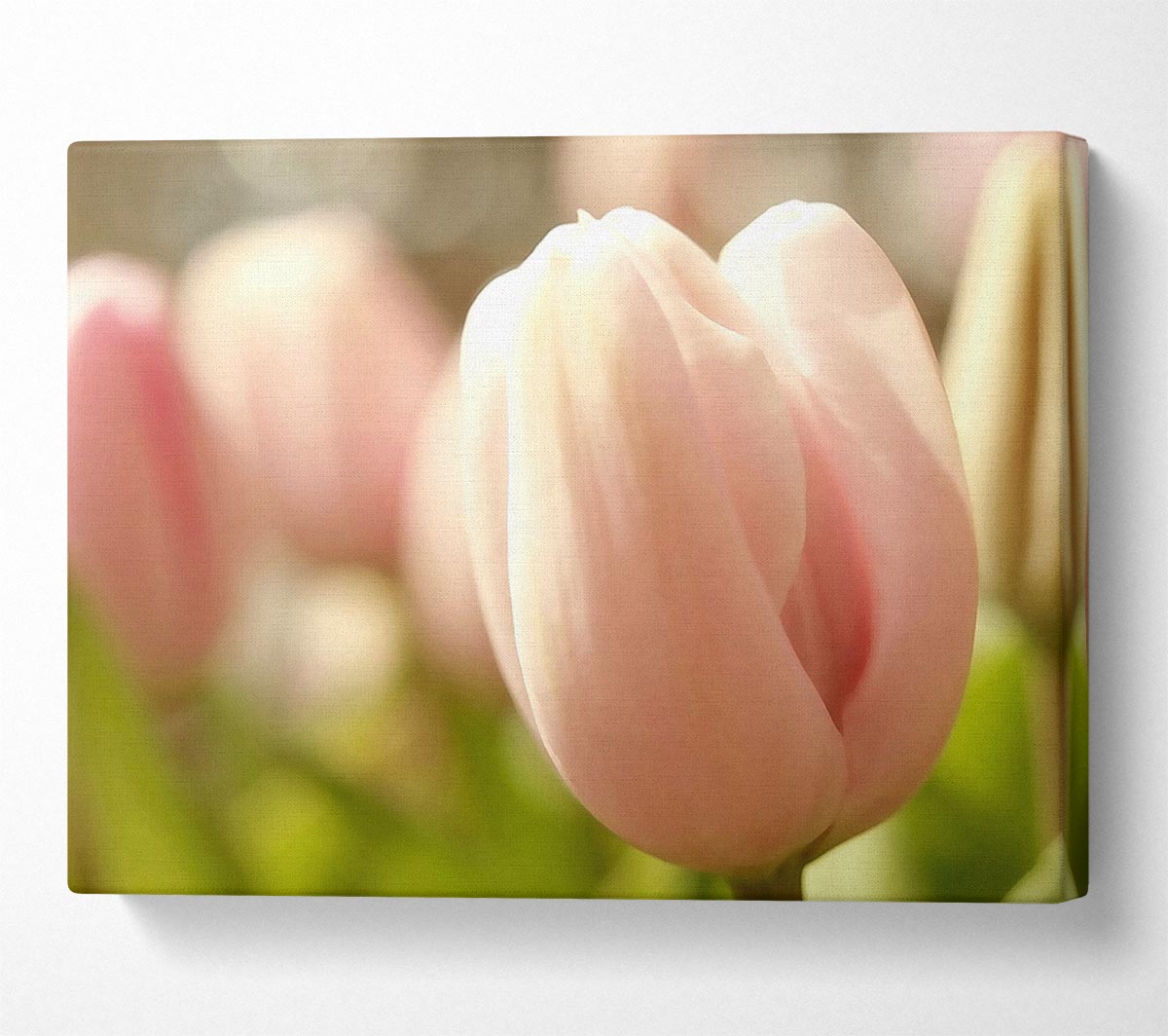 Baby Pink Tulip Canvas Wall Art