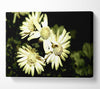 Sepia Beauty Canvas Wall Art