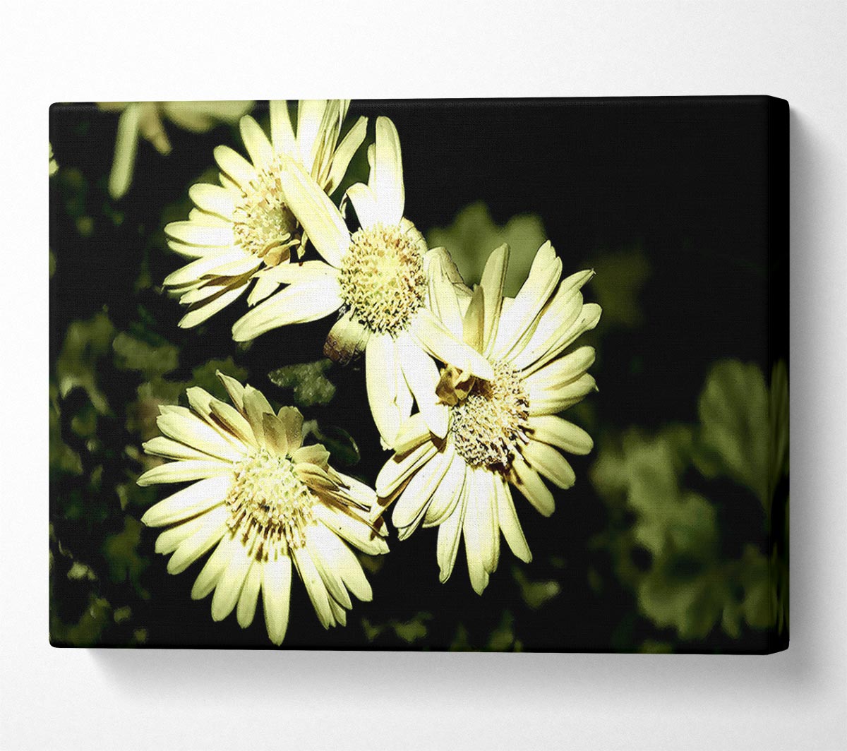 Sepia Beauty Canvas Wall Art